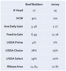 Beef Genetics Make Jersey Bull Calves 10 Times As Profitable