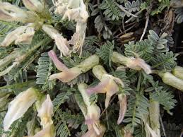 Image result for Dolichos angustifolius
