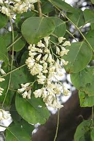 Image result for Dalbergia acutifoliolata