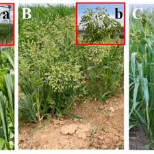 Image result for Elytrophorus spicatus