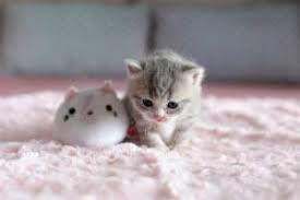 Check spelling or type a new query. 171 Cute Cat Names For 2020 With Popularity Rankings The Dog People By Rover Com