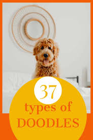 As he's getting older we have been my family has narrowed it down to golden doodles or poodles (both at standard sizes). What Is A Doodle 37 Doodle Breeds
