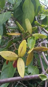 Image result for Hippocratea