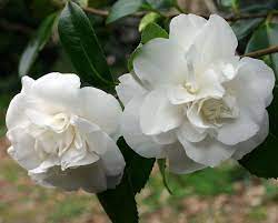 Camelias Gigante Blanco Pretty Flowers Flowers Camellia