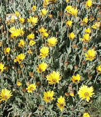 Image result for Arctotis