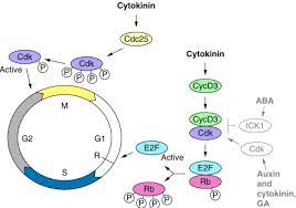 Check spelling or type a new query. Cytokinin Cycles Cells Trends In Plant Science