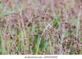 Image result for Fimbristylis quinquangularis
