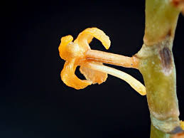 Image result for Rhipidoglossum ovale