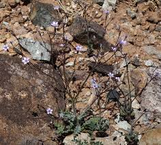 Image result for Gilgiochloa