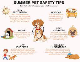 Get Best Summer Pet Safety Tips On Best Dog Website In India Dogexpress In Pet Safety Dog Health Tips Safety Tips
