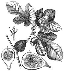 Image result for Moraceae