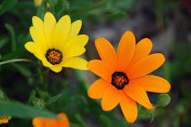 The usda zones were created to help gardeners understand what will grow best. Yellow And Orange Arizona Wildflowers Wild Flowers African Daisies