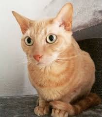 50 German Cat Names Cat Names Cats And Kittens Cats