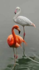 Angie Payne Adli Kullanicinin Animals Panosundaki Pin Guzel Kuslar Flamingo Hayvan