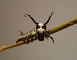 Black And Red Caterpillar With Horn Sino Korean Owl Moth Caterpillar Oruga
