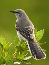 Birds Of East Texas Book The Mockingbird In The Book Plays An Amazing Life Lesson Symbol To The Characters The Mockingbird Is Innocent Because It Doe Birds State Birds Texas Animals