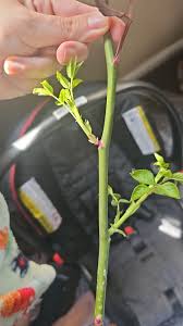 Image result for cuttings of roses