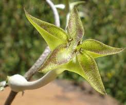 Image result for Ceropegia cimiciodora