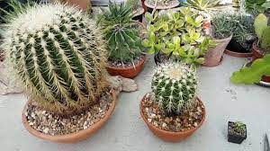 Learn how to grow cactus plants in pots and know what is the best potting mix for cactus plants. Growth Rates Of Golden Barrel Cactus Youtube