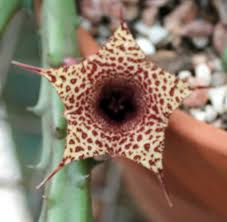 Image result for Huernia volkartii