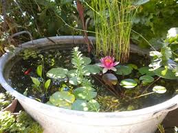 Un elenco utile di piante acquatiche che si coltivanoe in vaso con tutti i segreti per far crescere con successo queste piante della rubrica bagetzerkalo. Fiore Di Loto Piante Acquatiche Come Curare Il Fiore Di Loto