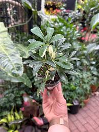 Image result for Schefflera