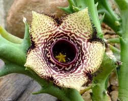 Image result for Orbea paradoxa