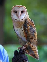 Check spelling or type a new query. Dreamya44 On Twitter The Barn Owl Tyto Alba Is The Most Widely Distributed Species Of Owl And One Of The Most Widespread Of All Birds It Is Also Referred To As The Common Barn