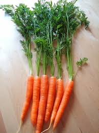 新しい野菜に挑戦 33 Carrot Green ニンジンの葉 シアトルに 移住しました