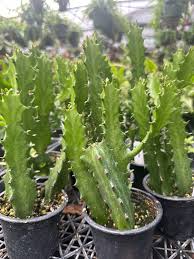 Image result for Euphorbia