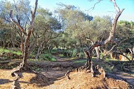 The Old Olive Trees Tipaza Algeria Mir Arabskij Mir