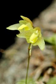 Image result for Bulbophyllum elliotii