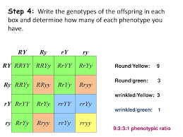 Creating a punnett square requires knowledge of the genetic composition of the parents. Ppt C Notes Dihybrid Cross Punnett Square W 2 Traits Powerpoint Presentation Id 3615486