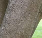 Image result for Craibia zimmermannii