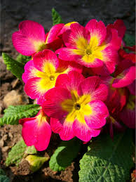 Image result for Primula