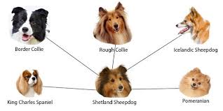 Shetland sheepdogs take their name from shetland, the scottish archipelago where the breed originated in the late 1800s. Pin On Animals