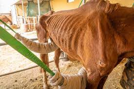 Dory's story - Tenerife Horse Rescue - Sustainable Animal & Horse Sanctuary