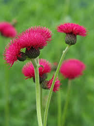 Image result for Cirsium