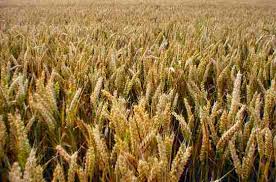 Wheat Farming Information Detailed Guide Agri Farming