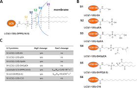 Please let me know if anyone could support me with this and also please advice on your rates. Elucidation Of The Anti Autophagy Mechanism Of The Legionella Effector Ravz Using Semisynthetic Lc3 Proteins Elife