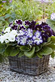 Buy Gloxinia Royal Velvet David Domoney For John Lewis Beautiful Flowers Garden Pretty Gardens Garden Pots