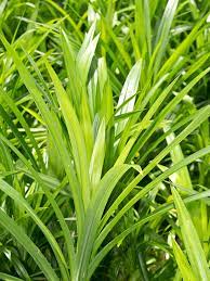 Pandan leaves extract contain bioactive compound like tannin, alkaloids, flavonoids, and. Asian Herb Pandan Leaf Plant Pandanus Amaryllifolius Urban Tropicals