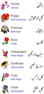 Flower 5 Flowers Name In Urdu