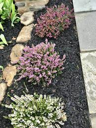 Heather Planted 2018 By Walk Heather Plant Colorful Plants Plants