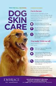 From yelp to the better business bureau, healthy paws reviews are higher than any other pet insurance plan. Embrace Pet Insurance Gives Us Tips On How To Take Care Of Our Pets During The Summer Months Http Www Embracepe Dog Health Tips Dog Skin Care Dog Care Tips