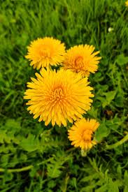 Maybe you would like to learn more about one of these? The Best Way To Make A Dandelion Root Tincture And How To Use It