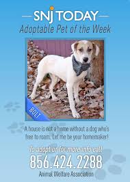 We did not find results for: Bolt Is Snj S Adoptable Pet Of The Week He S A One Year Old Labrador Retriever Mix Who Loves To Be With Children Animals Animal Welfare No Kill Animal Shelter