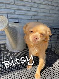 Chiweenie for adoption, 1 year old, spayed female