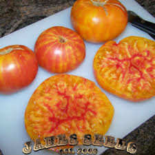 Most commercial hybrid tomatoes, however tomatoes, in general, including l. Pineapple Heirloom Tomato Jake S Seeds