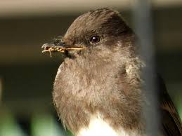 Tuleyome Tale: The tiny territorial Black Phoebe – Lake County Record-Bee